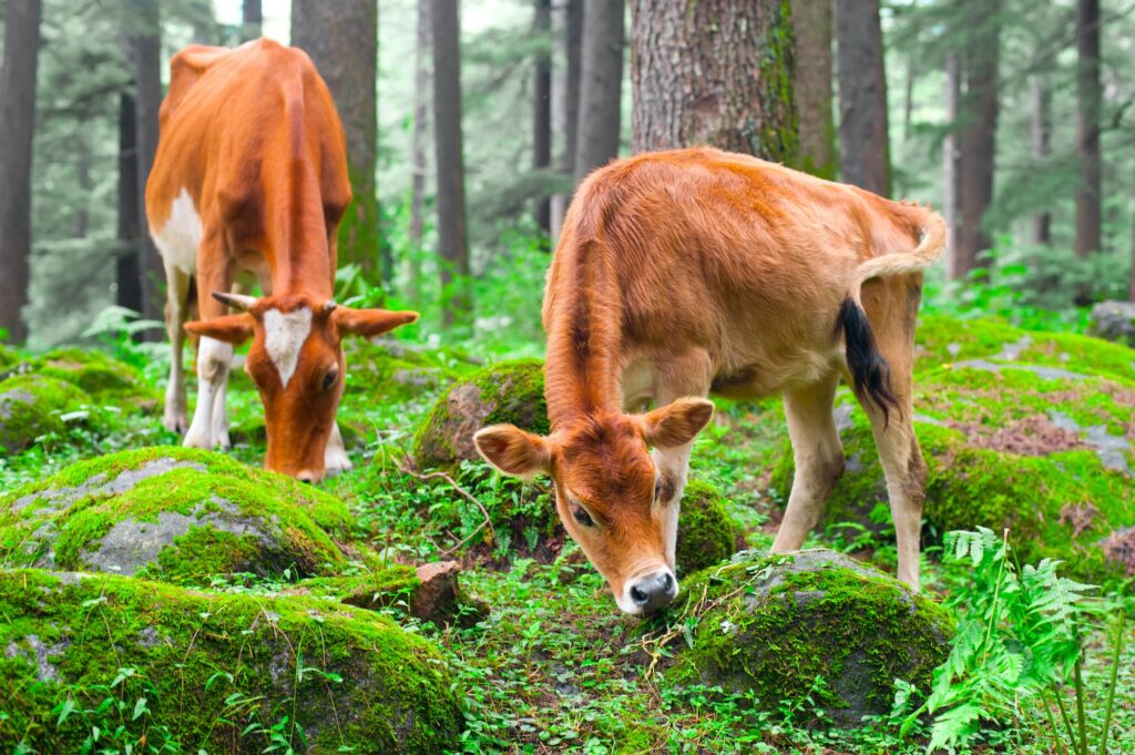 Cow and little calf at grassy meadow in forest. India